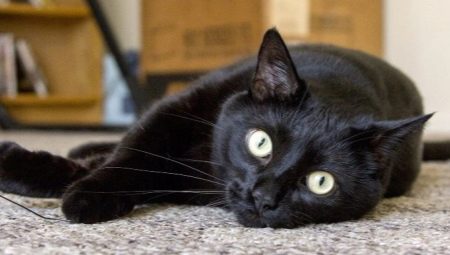 Les races de chats les plus intelligentes au monde