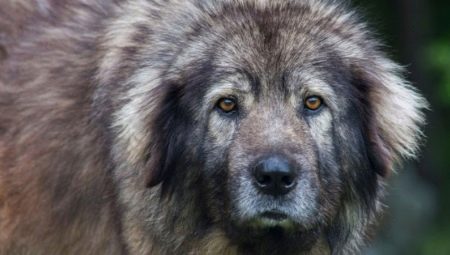 Sharplaninskaya Shepherd: description et contenu de la race