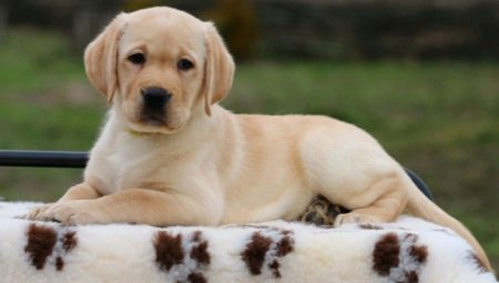 Labradorin pennut 2 kuukauden aikana: ominaisuudet ja sisältö
