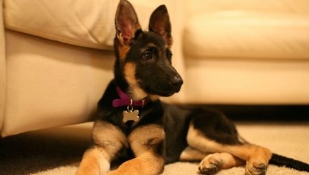 Les chiots de berger allemand à 4 mois: comment les regarder et comment en prendre soin?