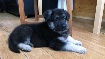 Chiots de berger allemand à 2 mois: description, règles de soin et d'alimentation