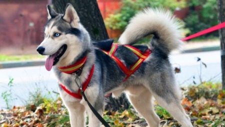 Coleiras e coleiras Husky: tipos e escolhas
