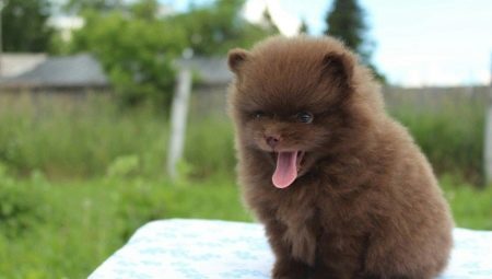 Spitz au chocolat: variations de couleur, contenu des chiots