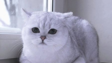 Chinchilla écossais: variations de couleur, caractère et conditions des chats