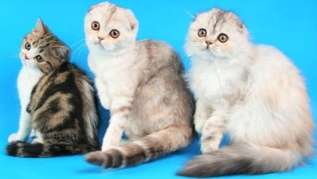 Kucing Scotland: spesies keturunan, terutamanya kandungan dan pendidikan