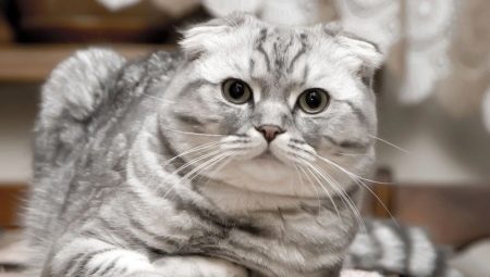 Scottish Fold Cats: types de couleur, caractère et règles de garde