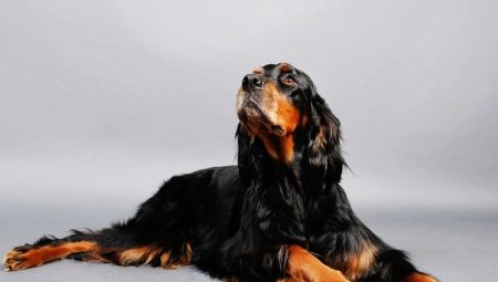Setter escocês: a história da raça, como se parece e como contê-lo?