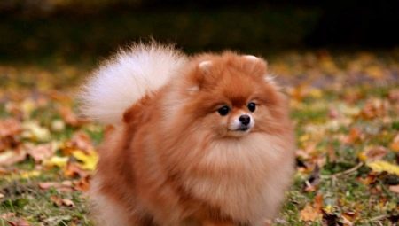 Fox típusú Spitz: leírás, típusok és tartalom