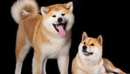 Shiba Inu e Akita Inu: Qual é a diferença?