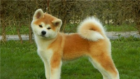 Hány évig él az Akita Inu és mitől függ?