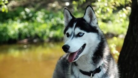 Kuinka monta vuotta husky elää ja mitä se riippuu?