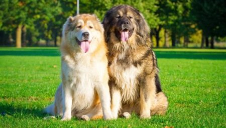 Combien d'années vivent les chiens de berger caucasiens et de quoi dépend-il?