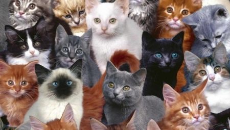 Combien d'années les chats ont-ils vécu et de quoi dépend-il?