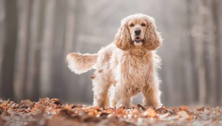 Kuinka monta vuotta spanielit elävät ja mitä se riippuu?