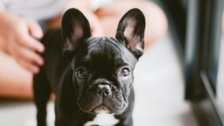 Mennyi ideig élnek a francia bulldogok és mitől függ?