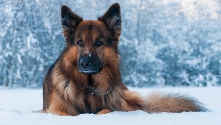 Combien de temps vit le berger et de quoi dépend-il?