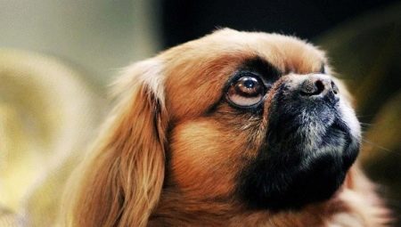 Combien de Pékinois vivent et de quoi dépend-il?
