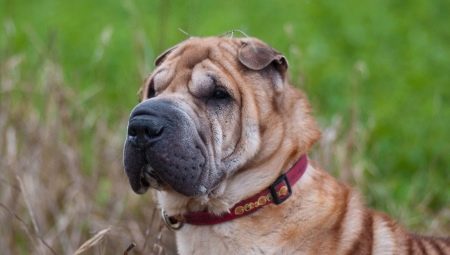 Quanto tempo Shar Pei vive e do que depende?