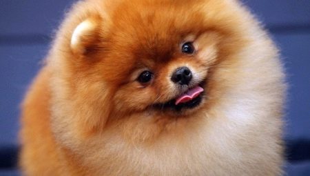 Combien de spitz vivent et de quoi dépend-il?