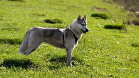 Sekoita husky ja husky