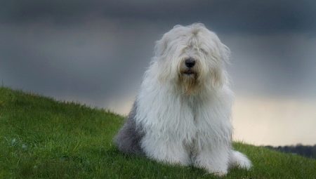 Bobtail kutyák: az öreg angol juhászkutya leírása, tartalmuk árnyalatai