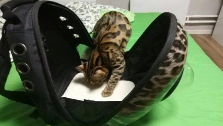 Tippek a macskák műanyag hordozójának kiválasztásához