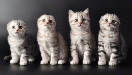 Liste des noms pour les chats écossais