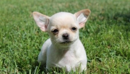 Luettelo chihuahuan pojien nimistä
