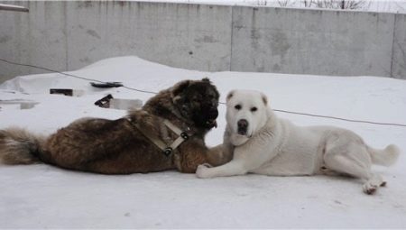 Comparison of Alabayev and Caucasian Shepherds