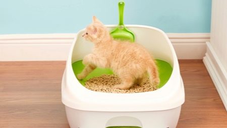 Outils pour apprendre le chaton au plateau