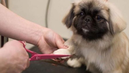 Coupe de cheveux de Pékin: types et instructions détaillées