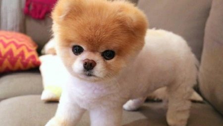 Coupe de cheveux Spitz sous l'ours: préparation et schéma étape par étape