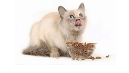 Nourriture sèche pour chats stérilisés: propriétés, fabricants, choix et régime