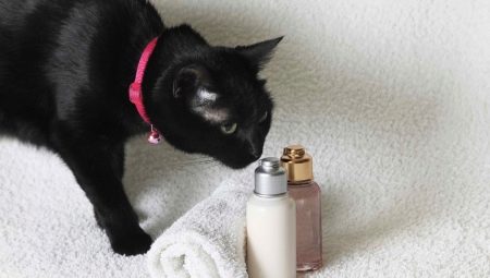 Shampooing sec pour chat: comment le choisir et l'utiliser?
