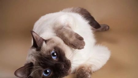 Chats thaïlandais: description de la race, options de couleur et caractéristiques du contenu