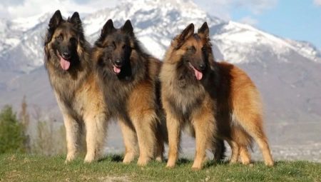 Tervuren: description et contenu de la race