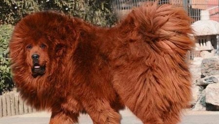 מסטיף טיבטי: תכונות גזע, סודות של חינוך וטיפול