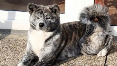 Tiger Akita Inu: características, conteúdo e educação