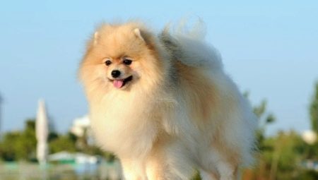 Les subtilités de garder le spitz à la maison