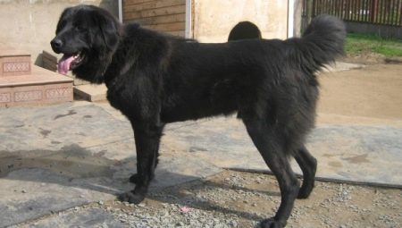 Tuvinian Shepherd Dogs: description de la race et son contenu