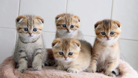 Penjagaan kucing Scotland