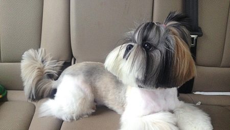 Shih Tzu fodrász opciók