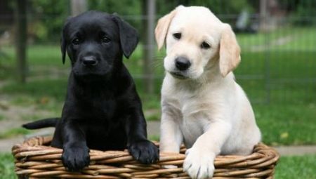 Labrador peso por mês