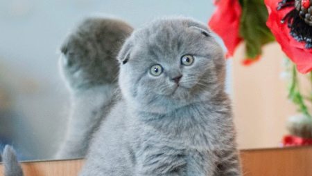 Chaton écossais par mois
