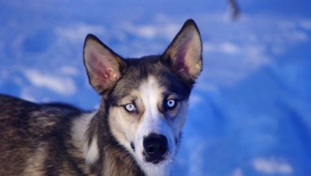 Tipos de husky mestiço