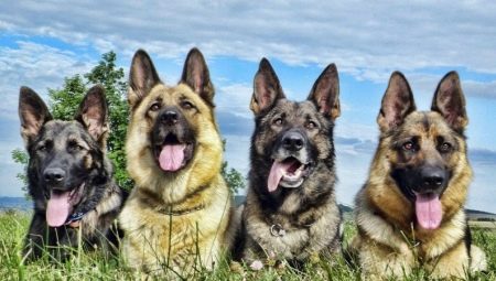 Couleurs de chien de berger