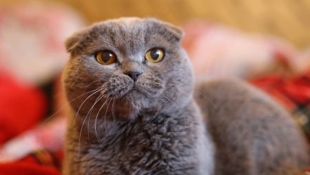 Lop-eared cats gray color