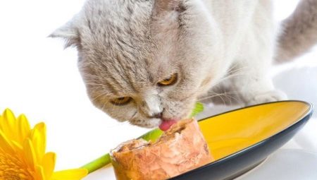 Premium nourriture humide pour chat: composants, marques, choix