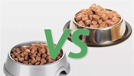 Nourriture humide et sèche: comment nourrir au mieux un chat?