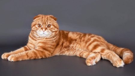 Apparence, caractère et contenu des chats écossais rouges